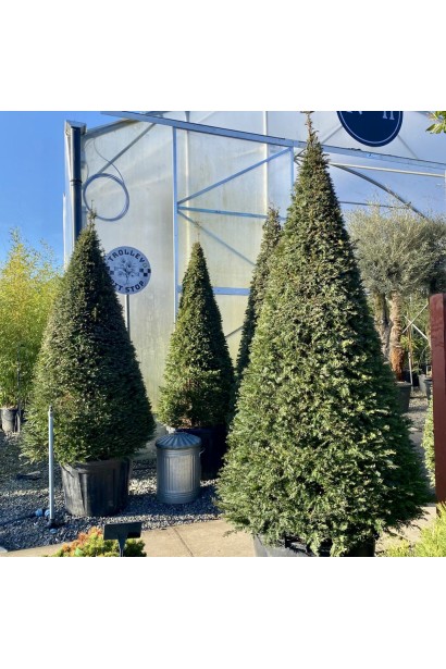 Тис ягідний Топіар Конус